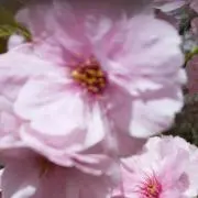 さくら　プロフ確認(*´ー｀*