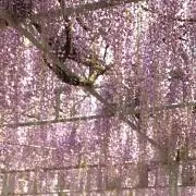 uurの画像