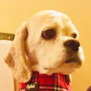 Pikoの画像
