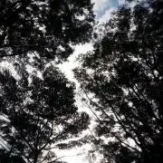 ＡＯ７の画像