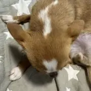 かめちゃんの画像