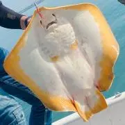 ぽてこ