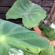 LUCUAの画像