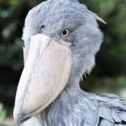 mickyの画像