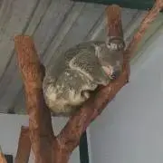 ポムの部屋の画像