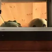 梨桜