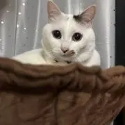 こねぎの画像