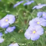 flaxseed.0725の画像