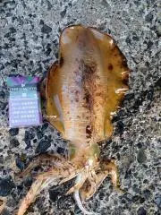 いかキチ