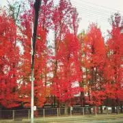 紅葉の画像