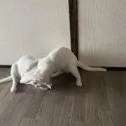たたんこの画像
