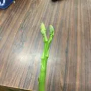 バルたん
