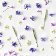 Aromaの画像