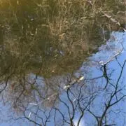 anlfckの画像