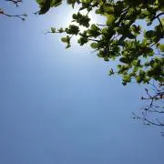 やまねこの画像