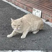 あふろの画像