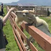 やぎさんの画像
