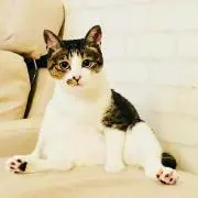 ほー
