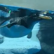 ぺんぎんママの画像