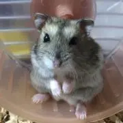 SIRUFUの画像