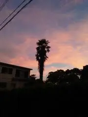 莉緒の画像