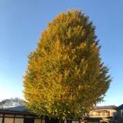 イッセー