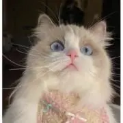 ナナの画像