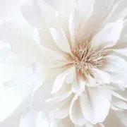 zooeyの画像