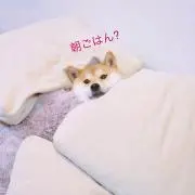 柊