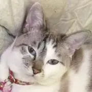 うさぎ