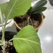 みみみみみ