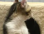 きぃ