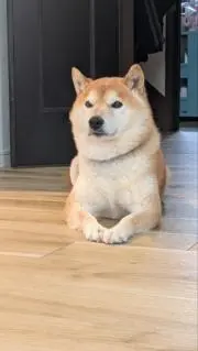 ocasanの画像