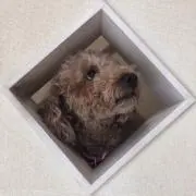 pokoの画像