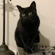 Su________の画像