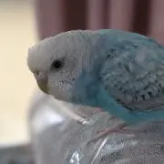 kekekeの画像