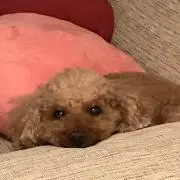 harusou