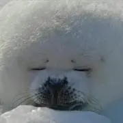 りぃえの画像