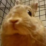 nottegraの画像