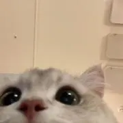 ちょびの画像