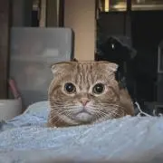 たみむめもの画像