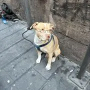 眼鏡犬の画像