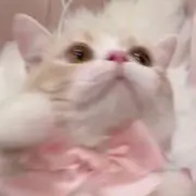 みかづきの画像