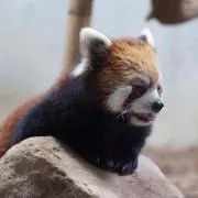 kanaraiの画像