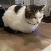 ぽんぽこリんの画像