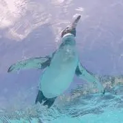 オタぺん   即購入OKの画像