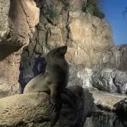 Opus Oneの画像