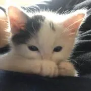 夢花箱