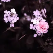 ねね(⁠プロフ一読願います)の画像