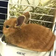 ラビット急便の画像